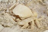 Fossil Crab (Potamon) Preserved in Travertine - Turkey #230625-3